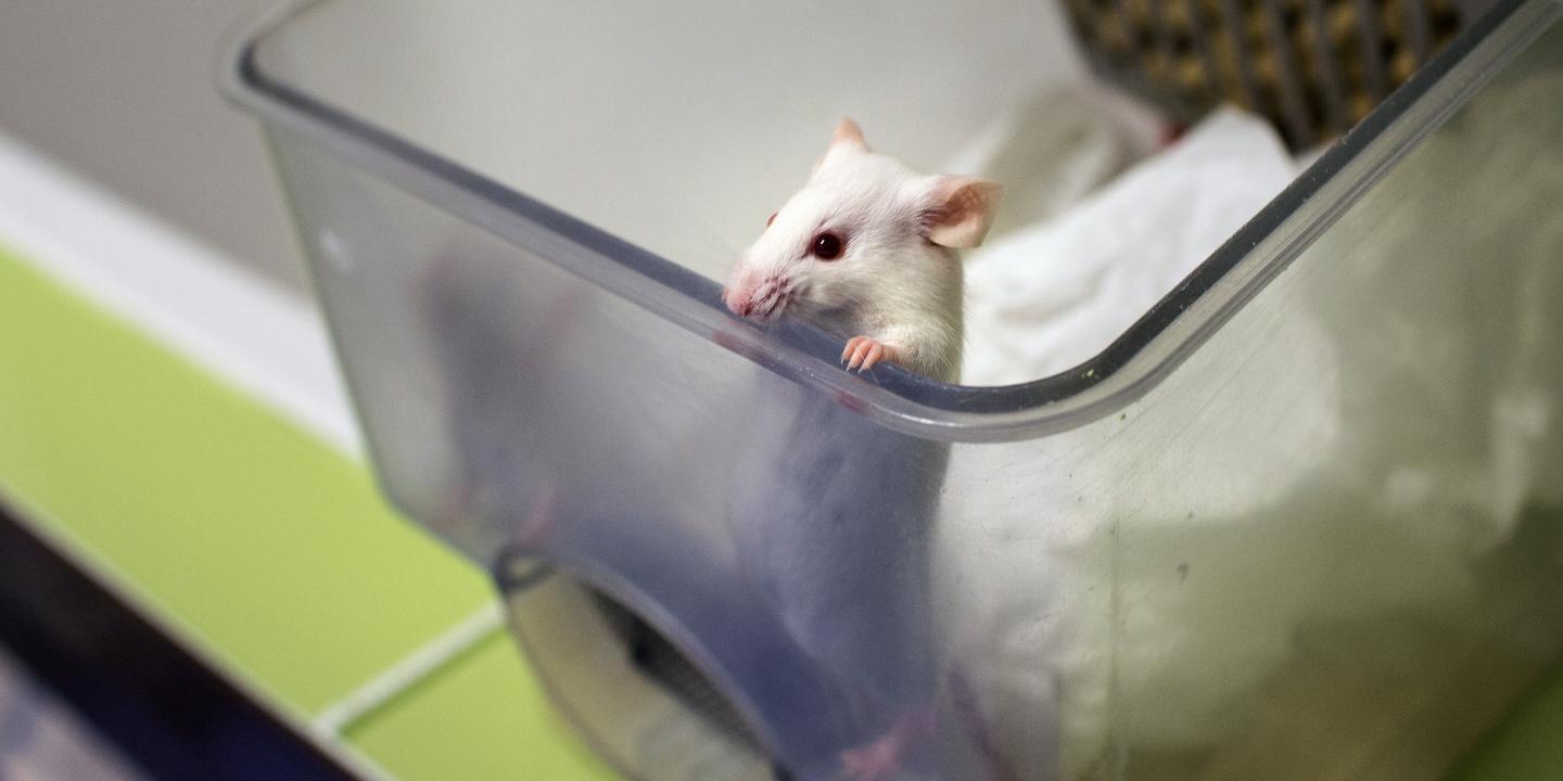 Un vaccin universel contre les infections respiratoires testé avec succès sur des souris