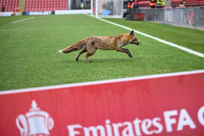 Un renard traverse la pelouse avant le match de football du quatrième tour de la FA Cup entre Leyton Orient et Manchester City au Gaughan Group Stadium, Brisbane Road, dans l’est de Londres, le 8&nbsp;février&nbsp;2025.