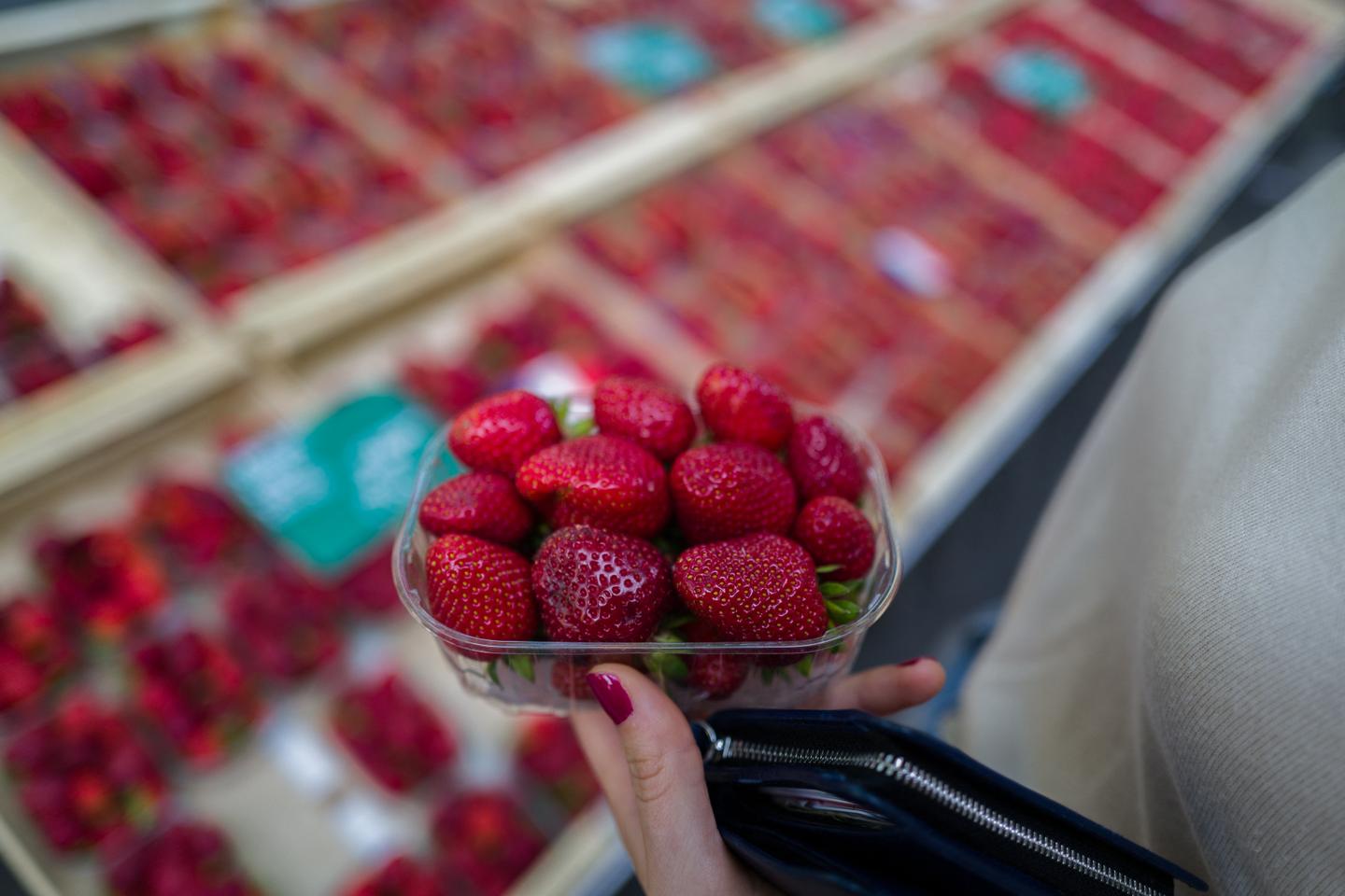 « La fraise française se différencie pour mieux se valoriser : gariguette, ciflorette, mara des bois »
