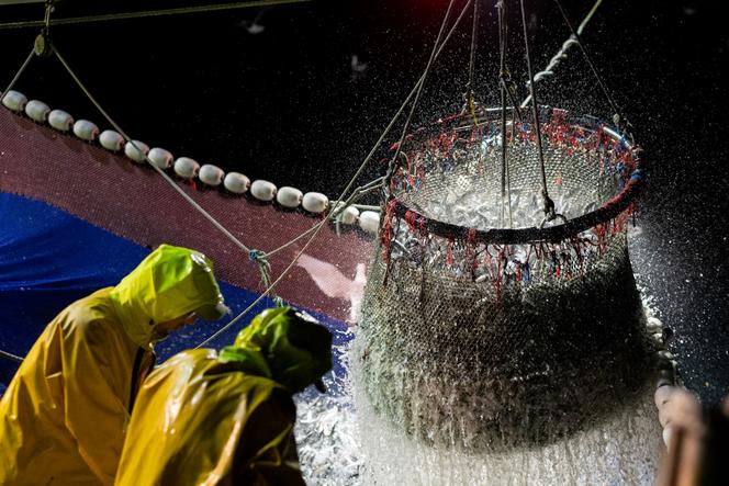 Des marins français pêchent des sardines au large du Conquet (Finistère), le 17 juillet 2025.