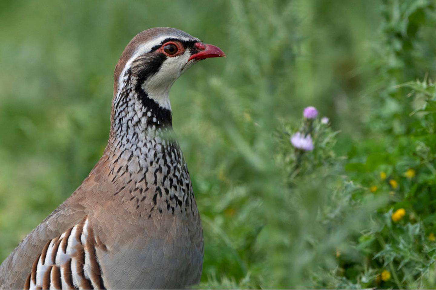 Le Conseil d’Etat demande au gouvernement de suspendre la chasse au lagopède pendant cinq ans