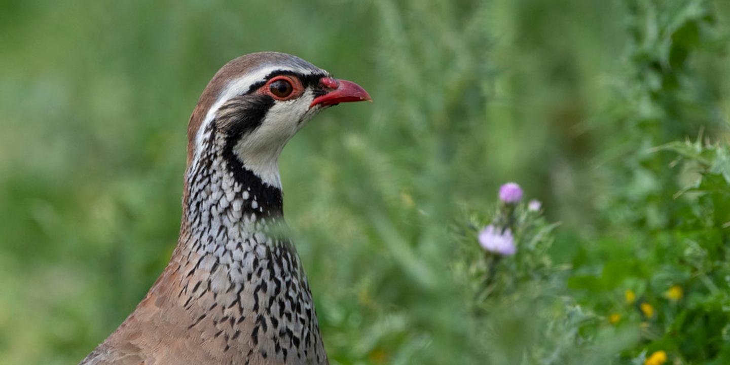 Le Conseil d'État suspend la chasse au lagopède alpin pour cinq ans afin de protéger l'espèce