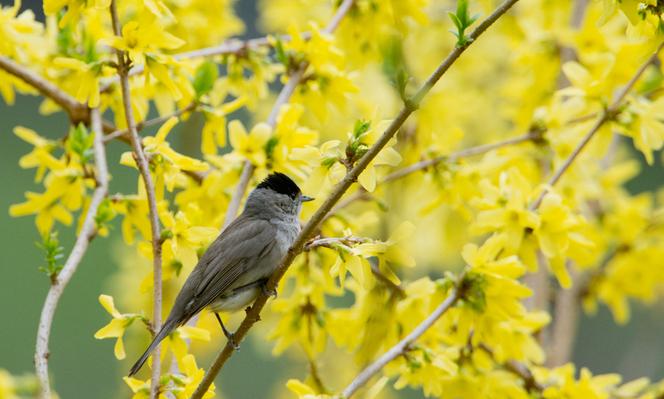 Un forsythia à Hanovre, en Allemagne, le 22 avril 2013.