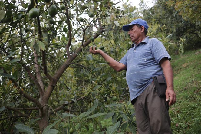 Le producteur de café José Hernandez tient un avocat cultivé sur une exploitation voisine à Pijao, dans le département de Quindio, en Colombie, le 8&nbsp;février&nbsp;2023.