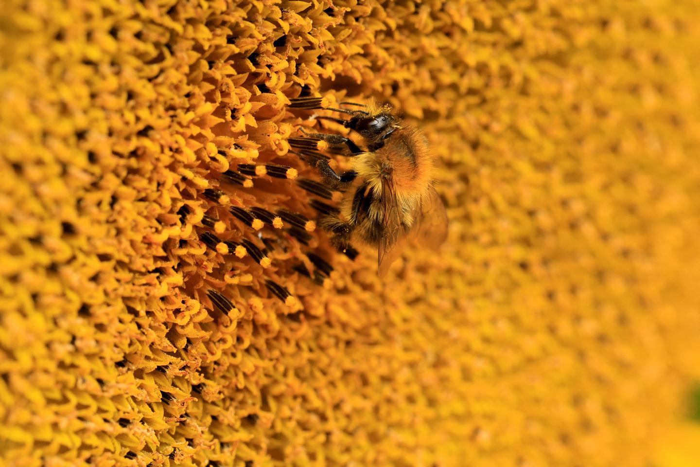 « Des abeilles au travail » : Robin Mugnier, anthropologue et apiculteur, montre les pollinisatrices enrégimentées par l’agriculture mondialisée