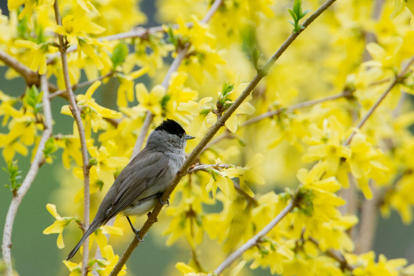 Le forsythia, ou l’art flamboyant d’annoncer le printemps