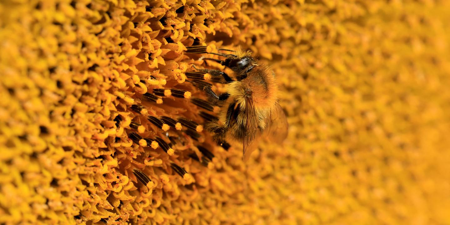 Robin Mugnier révèle l'exploitation des abeilles dans l'agriculture mondialisée