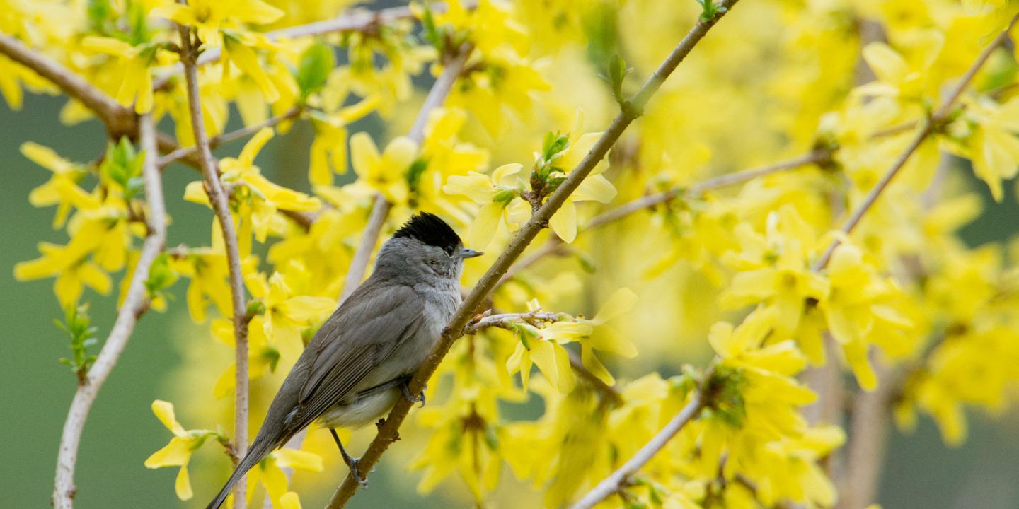 Le Forsythia, messager flamboyant du printemps et symbole de renouveau