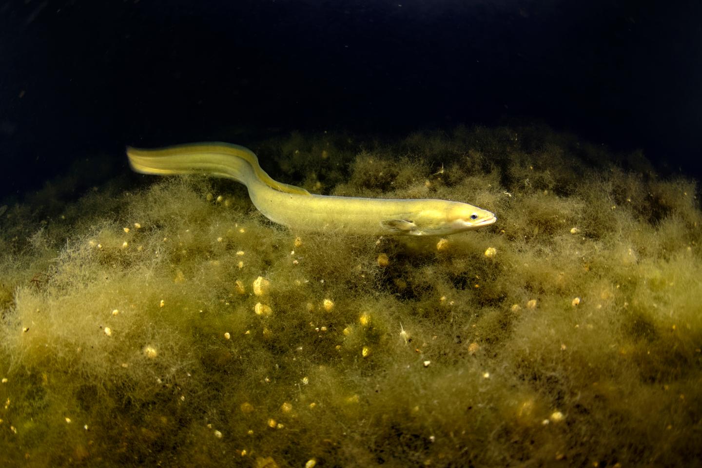 Les pêcheurs amateurs d’anguilles jaunes pourront continuer à prélever l’espèce, en danger critique d’extinction