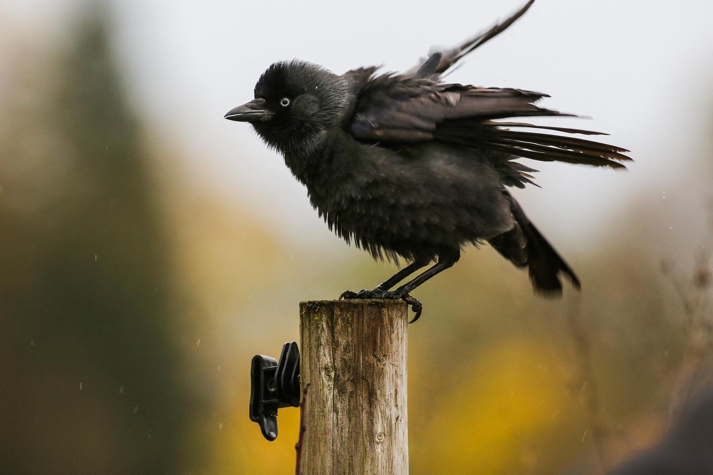 Le choucas des tours est « précâblé » pour apprendre à reconnaître des prédateurs inconnus
