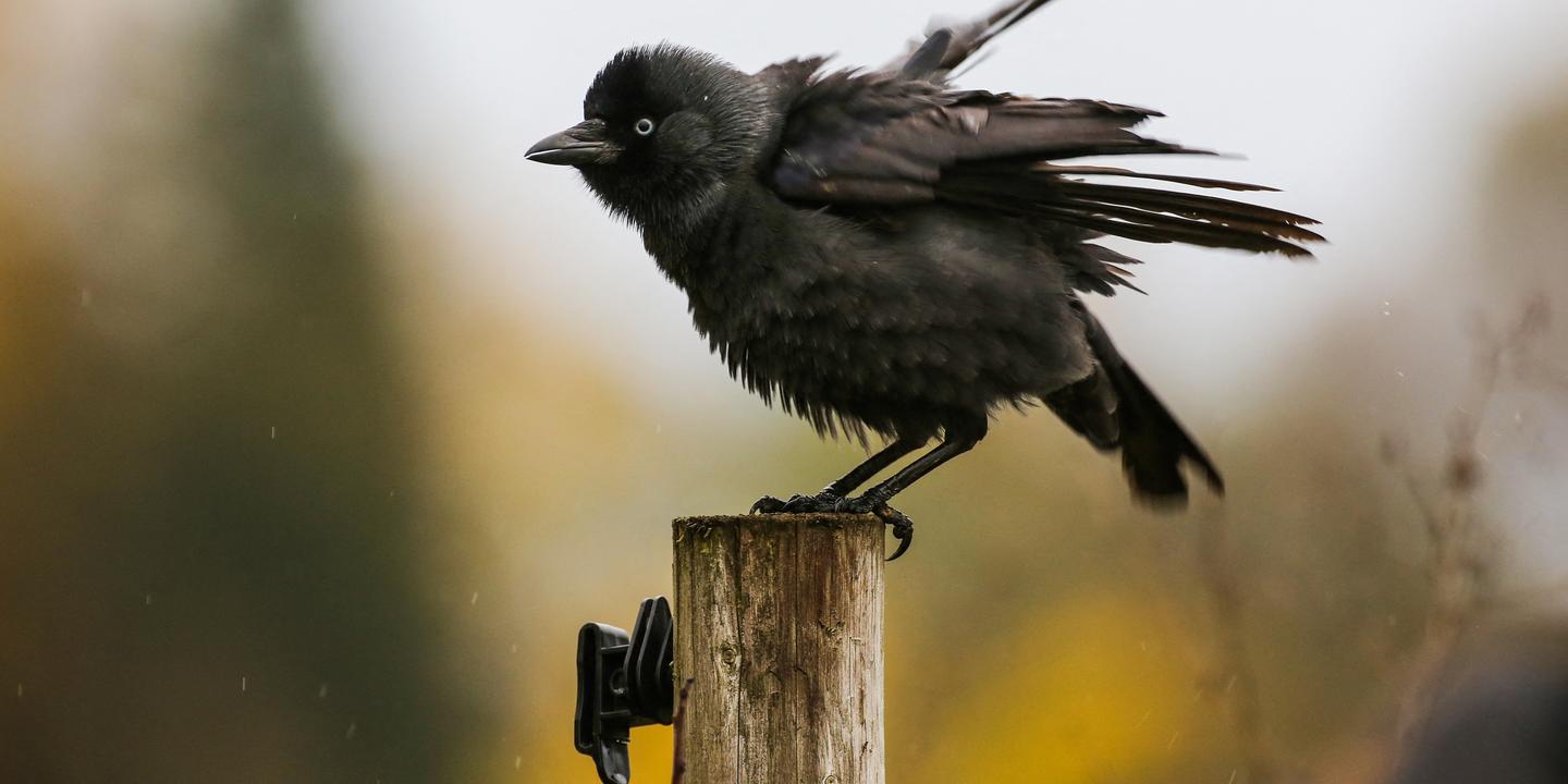 Comment les choucas des tours apprennent à distinguer les vraies menaces du ciel