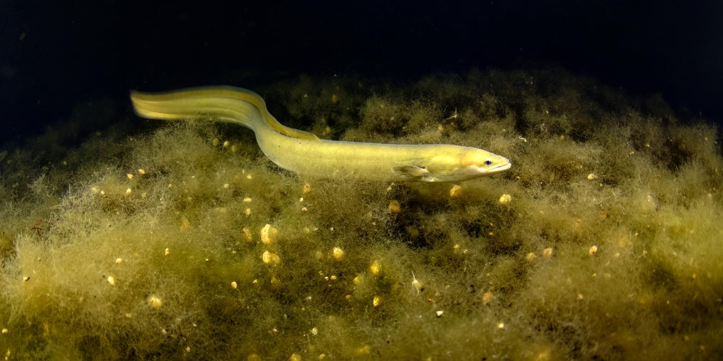 La pêche récréative de l'anguille jaune reste autorisée malgré son statut critique
