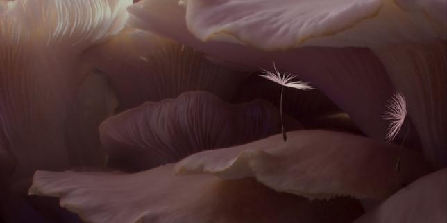 « Planètes », l’odyssée merveilleuse de quatre graines de pissenlit