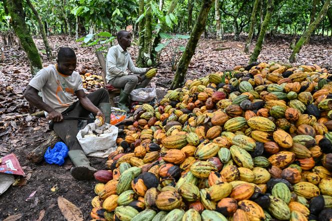 Dans une plantation de cacao d’Agboville, en Côte d’Ivoire, le 4 décembre 2025.