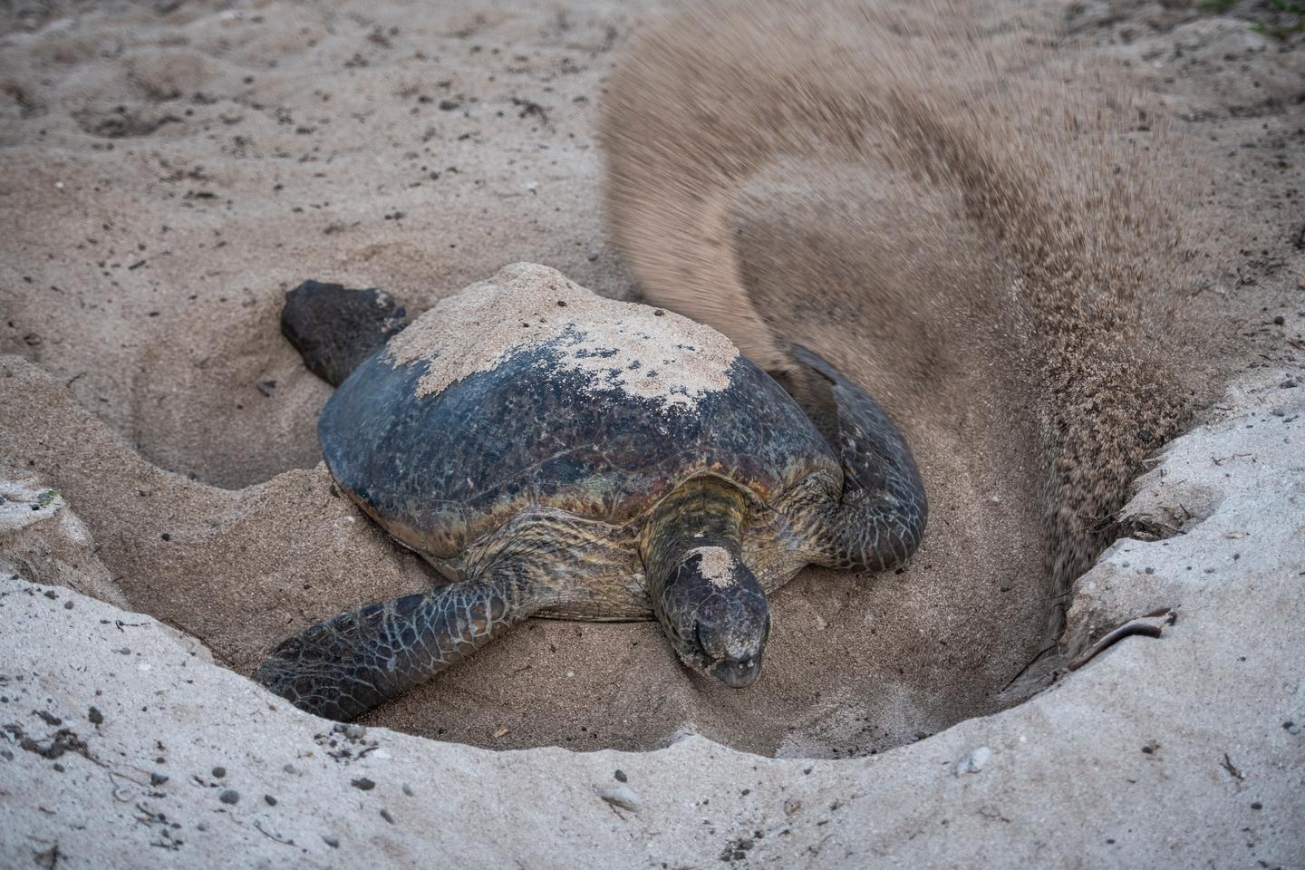 Aux confins du Pacifique Sud, un sanctuaire inviolé pour tortues vertes sous haute surveillance scientifique