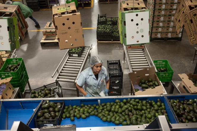 Usine d’emballage d’avocats Fruticola Velo, à Uruapan Michoacan (Mexique), le 28 janvier 2026.
