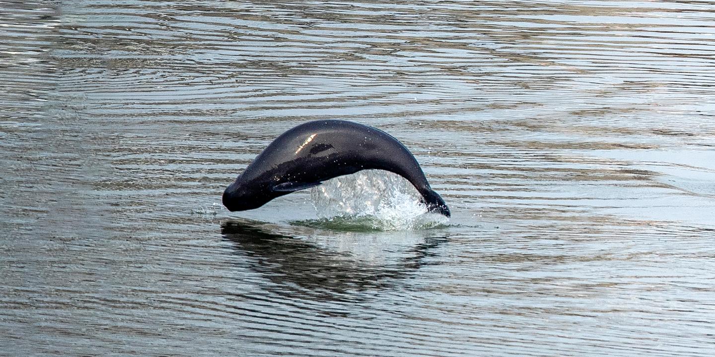 Chine : l'interdiction de pêche sauve le marsouin du Yangzi du déclin