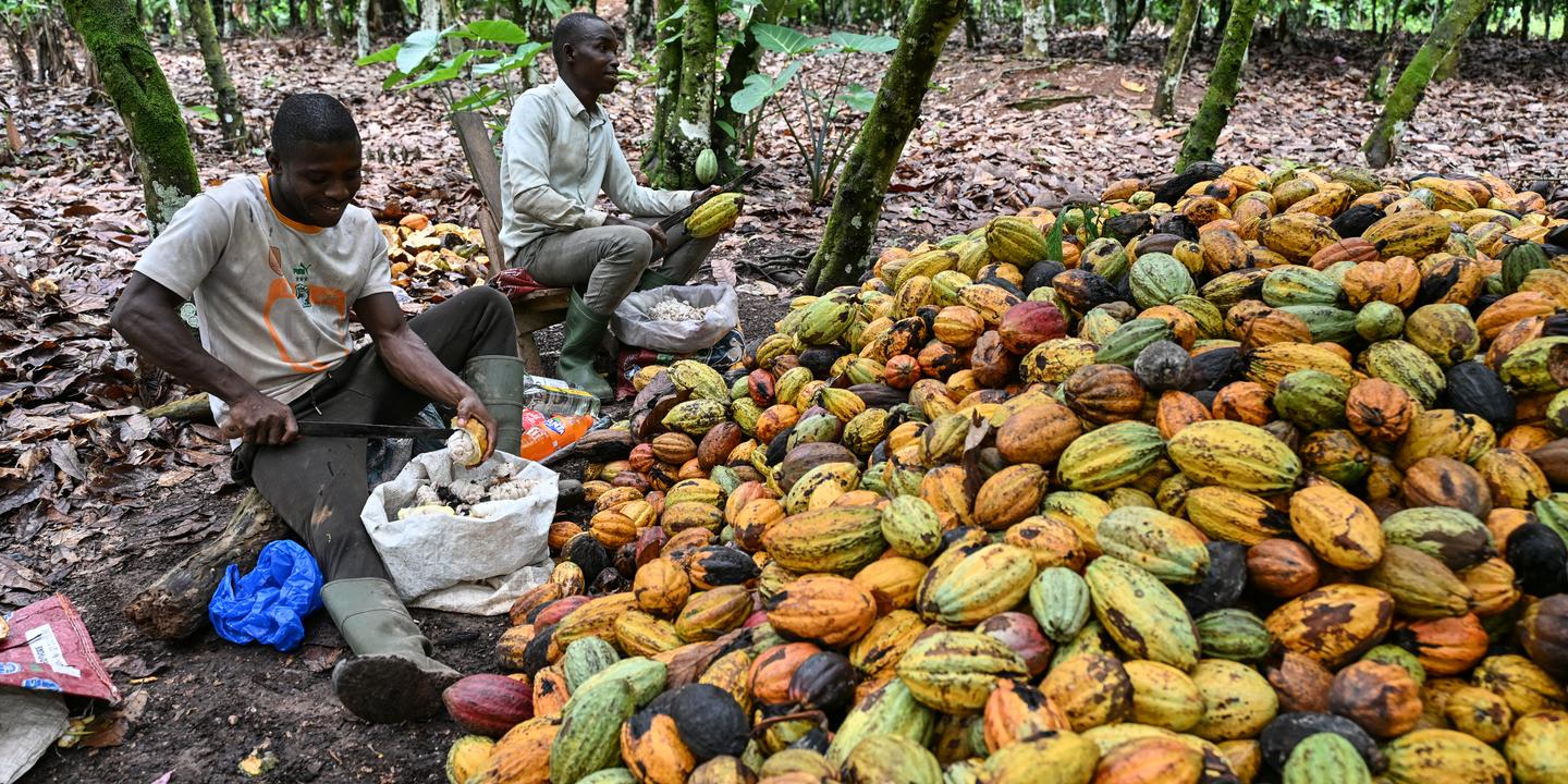 Crise du cacao : la Côte d’Ivoire réduit drastiquement le prix d’achat aux producteurs