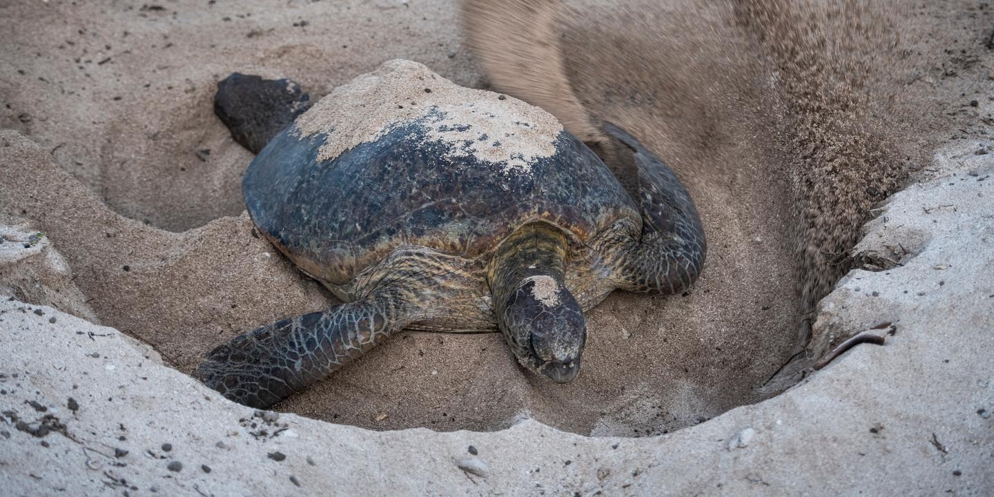 Mission scientifique exclusive dans la réserve d'Entrecasteaux en Nouvelle-Calédonie