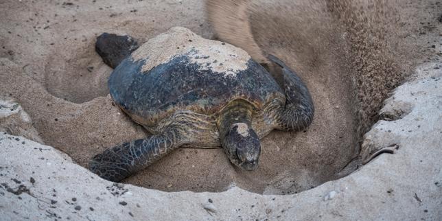 Aux confins du Pacifique Sud, un sanctuaire inviolé pour tortues vertes sous haute surveillance scientifique