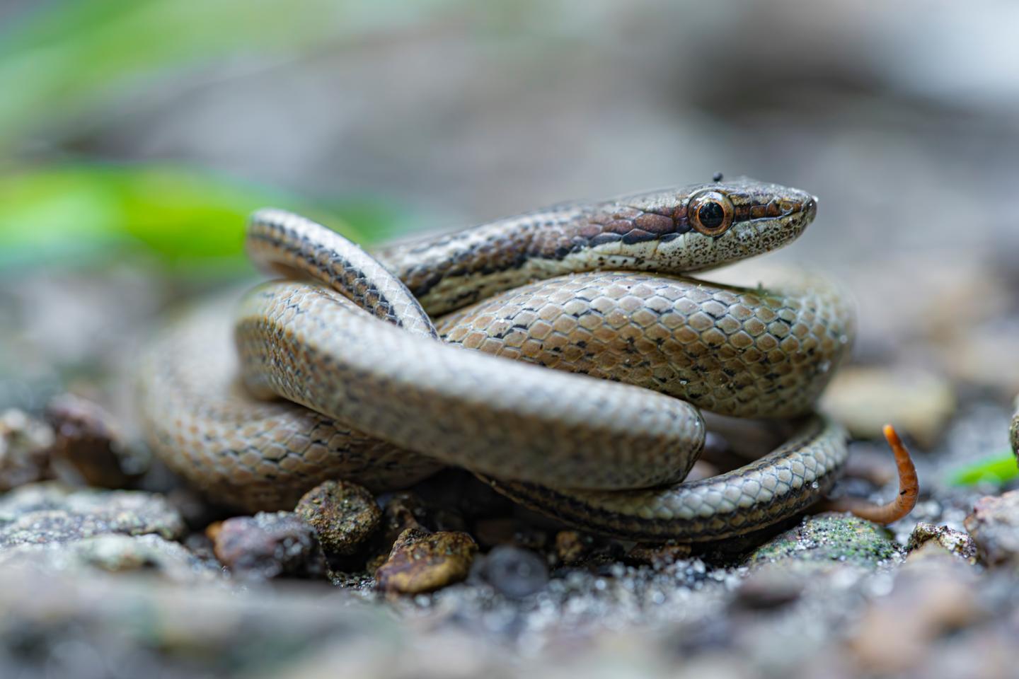 Un programme pour sauver un serpent endémique de Guadeloupe
