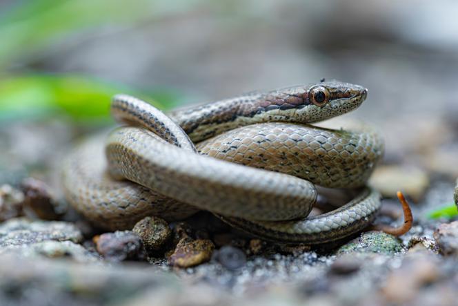 Une couresse des Saintes (Alsophis sanctonum), îles des Saintes, en Guadeloupe.