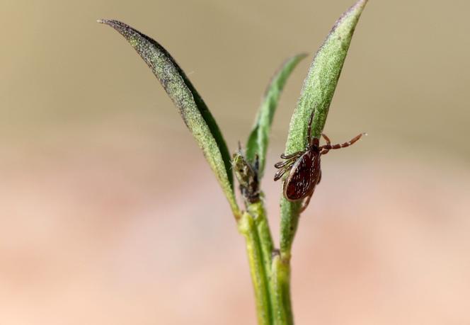 Um carrapato macho (“Ixodes ricinus”), em Geudertheim (Baixo Reno), 11 de março de 2022.