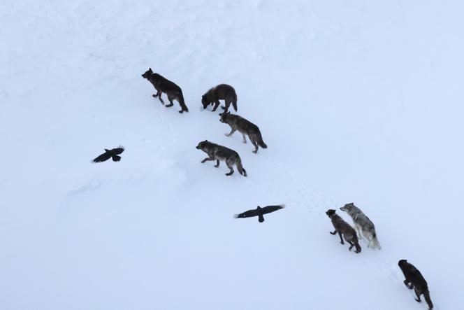 Des corbeaux survolent une meute de loups, dans le parc de Yellowstone (Etats-Unis), le 23 mars 2025.