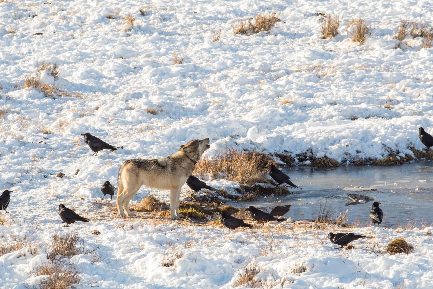 Les corbeaux, pour trouver des charognes, ne suivent pas les prédateurs, mais leur mémoire