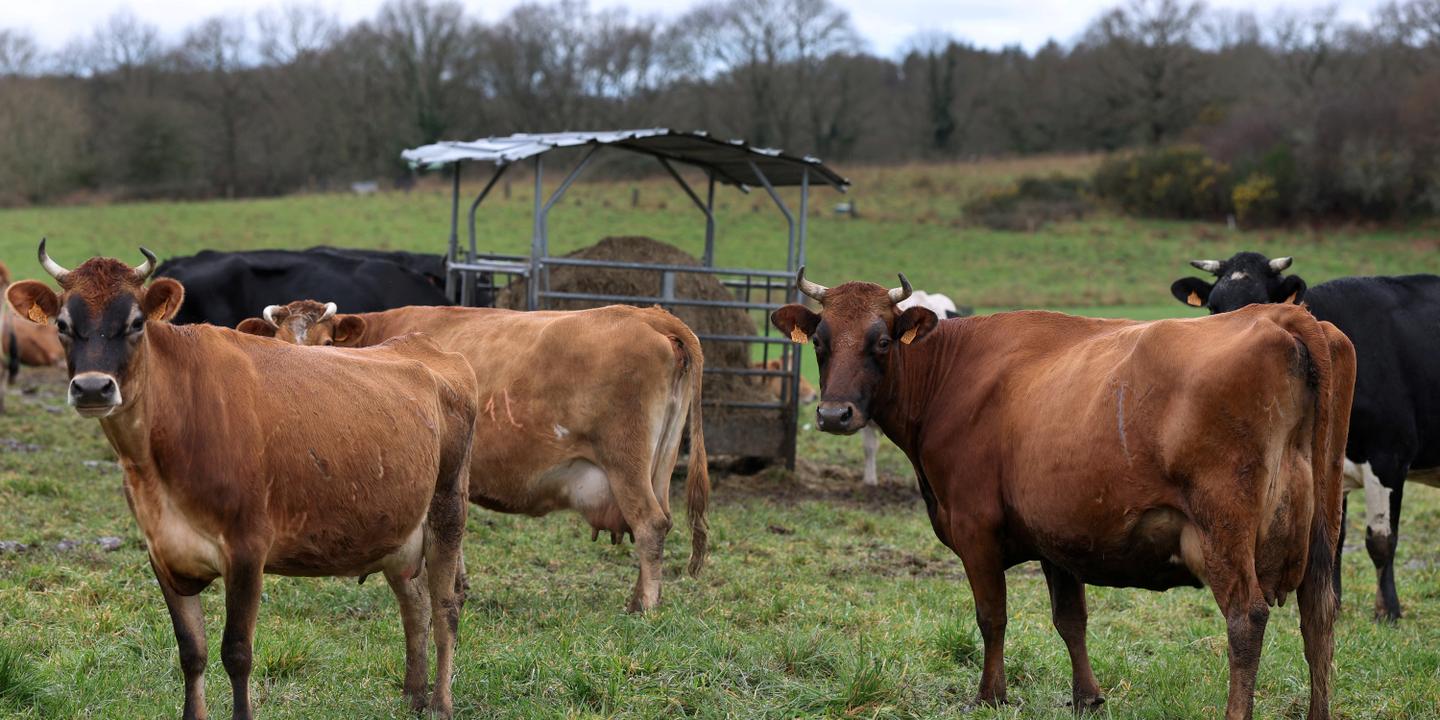 Crise climatique : des experts européens exigent une transformation radicale de l'agriculture