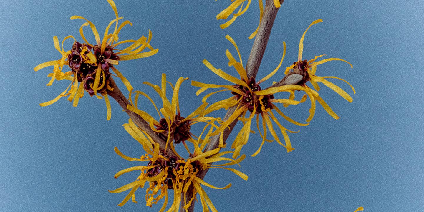 L'Hamamelis, arbuste rustique aux fleurs délicates, illumine les jardins d'hiver