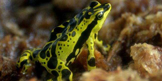 Comment les grenouilles amazoniennes sont protégées de leur poison mortel