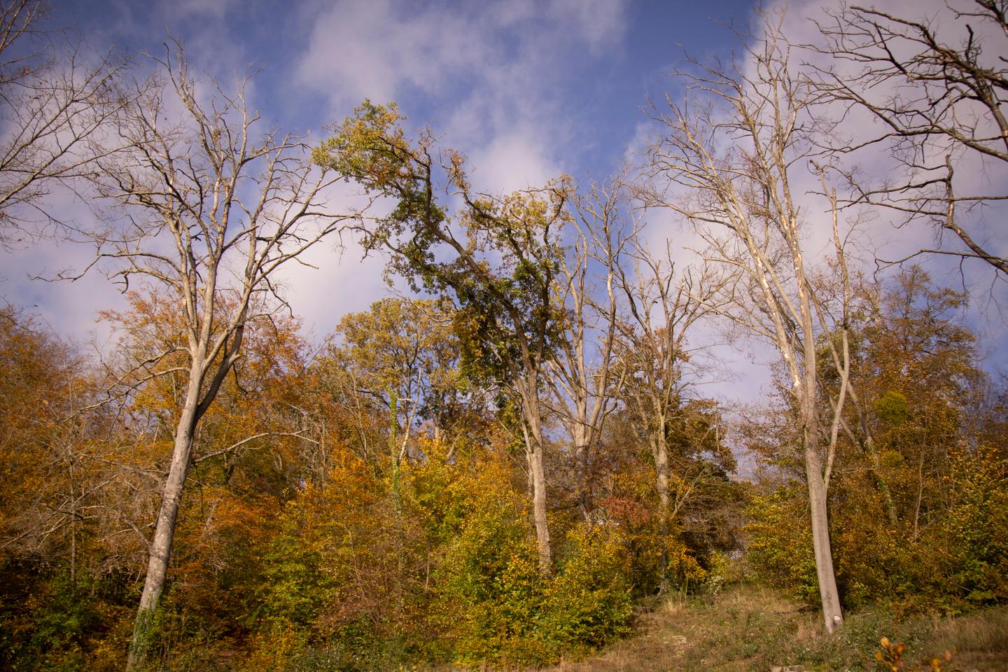 La forêt de Chantilly se réinvente pour sauver ses chênes du réchauffement climatique La forêt de Chantilly se réinvente pour sauver ses chênes du réchauffement climatique