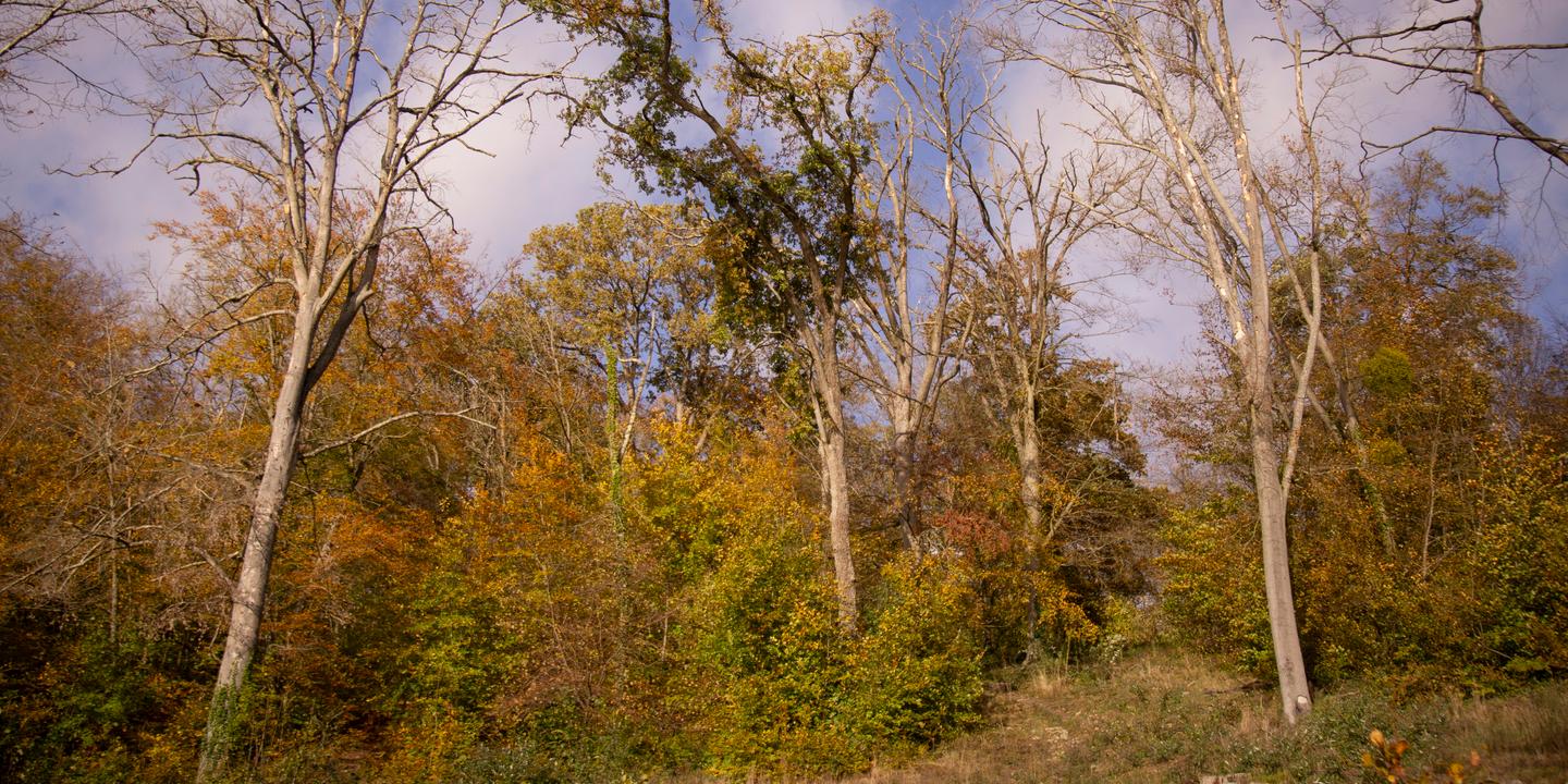 La forêt de Chantilly adapte ses chênes au réchauffement climatique
