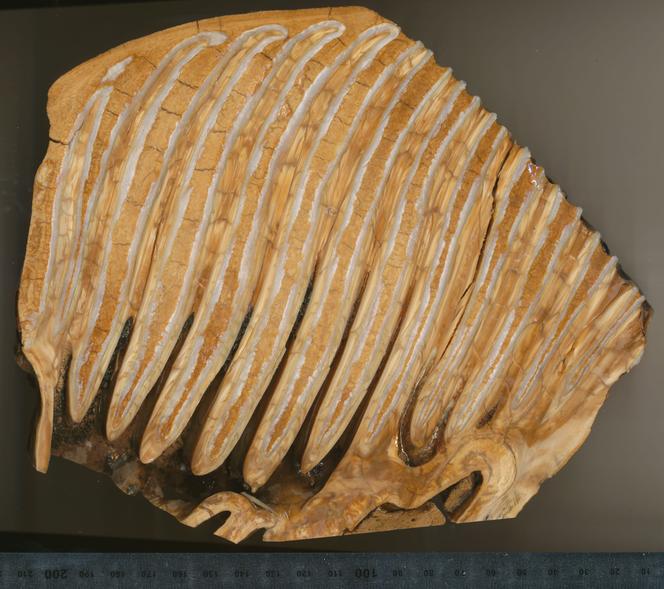 Coupe transversale d’une dent d’éléphant antique.