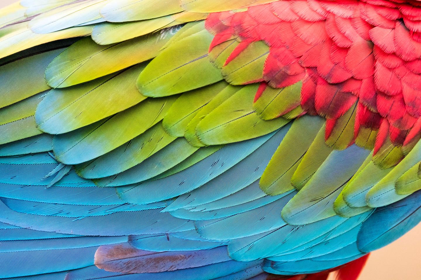 Ces perroquets transportés à travers les Andes avant même les Incas