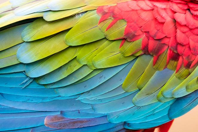 Les plumes d’un Ara chloroptère (Ara chloropterus), le 30 novembre 2015. 