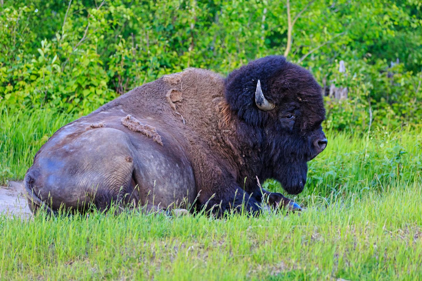 Au Canada, le retour du bison en terre autochtone