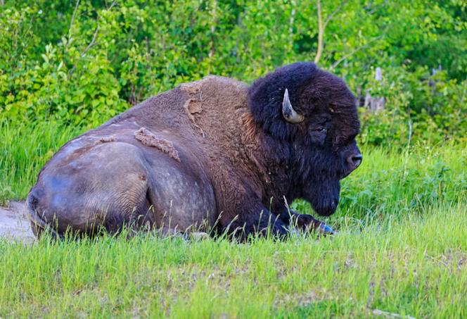 Un bison d’Amérique au parc national d’Elk Island (Alberta), sur une photo non datée.