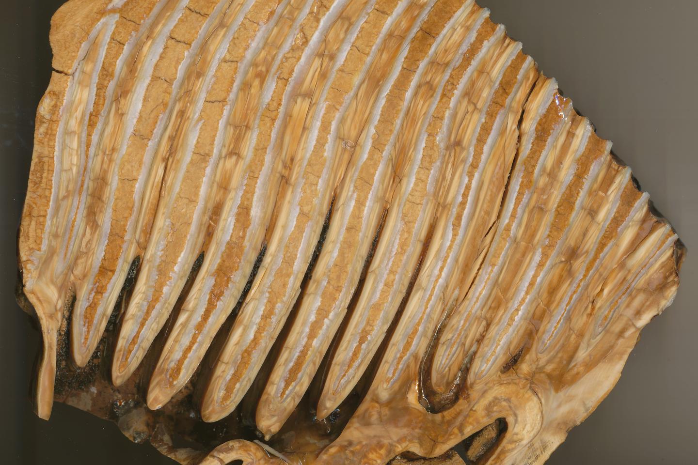 L’éléphant antique, un géant très mobile au menu des néandertaliens