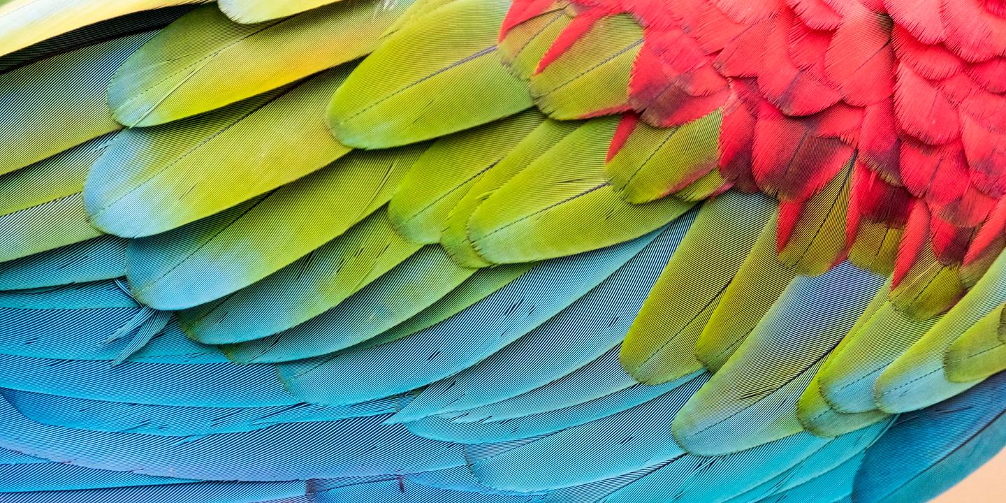 Les perroquets des Andes : un commerce pré-Inca révélé par l'archéologie