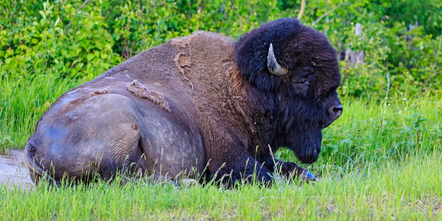 Le bison fait son retour sur les terres autochtones au Canada
