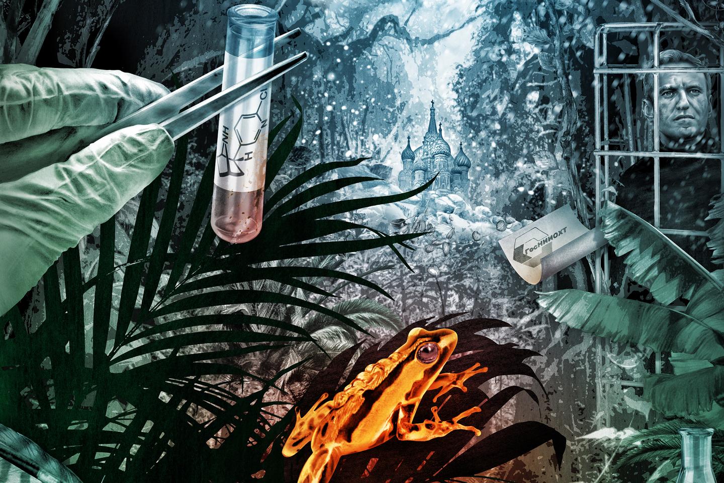 Sur la piste de l’épibatidine, le poison qui a tué Alexeï Navalny