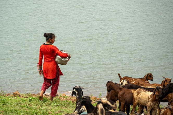 Une jeune fille, qui a quitté l’école pour s’occuper des tâches ménagères, va chercher de l’eau. Village d’Udadya, dans le district de Nandurbar, dans l’Etat du Maharashtra, en Inde, le 24 septembre 2025. 