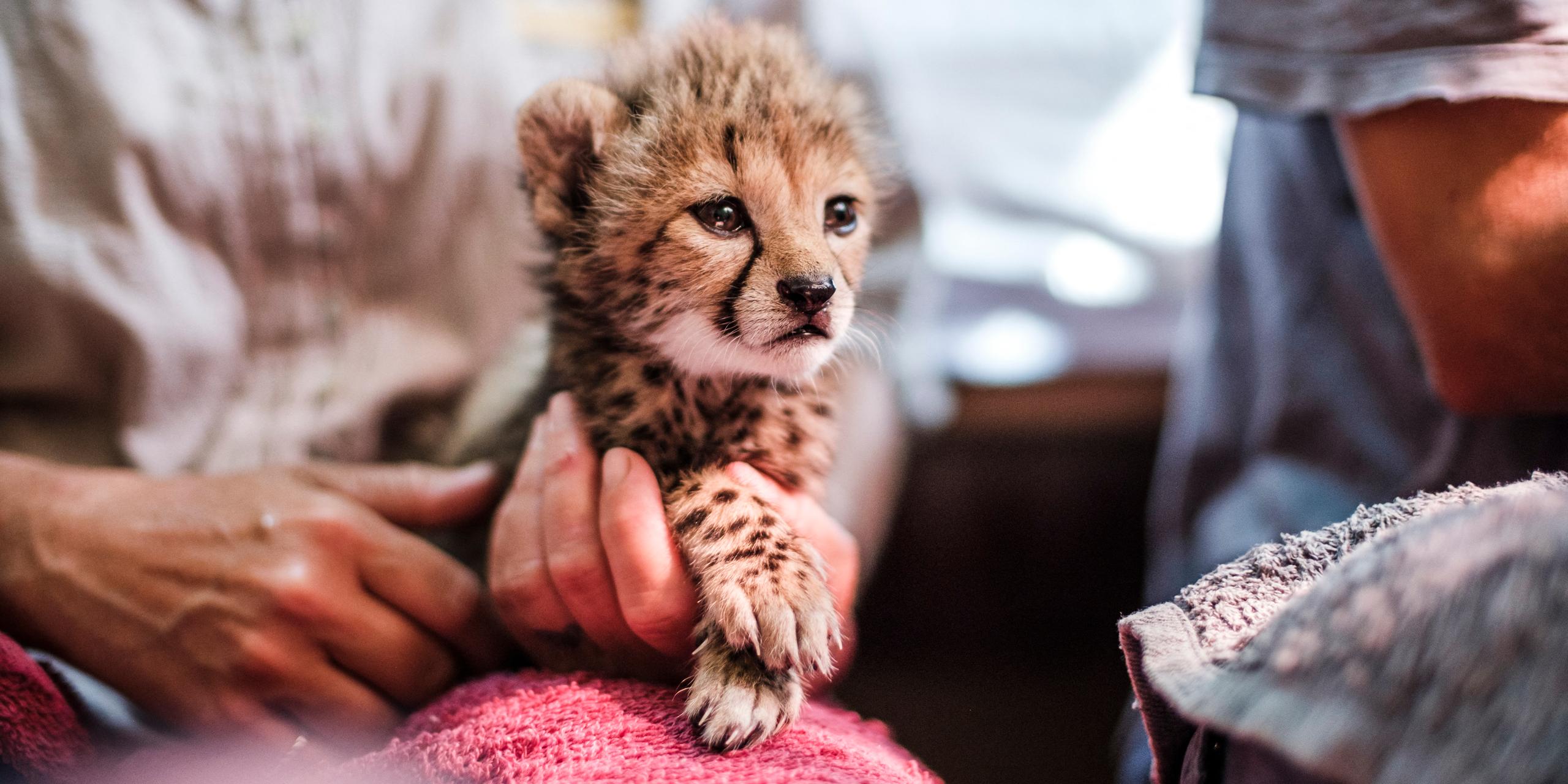 Entre le Somaliland et les pays du Golfe, le trafic meurtrier des guépards