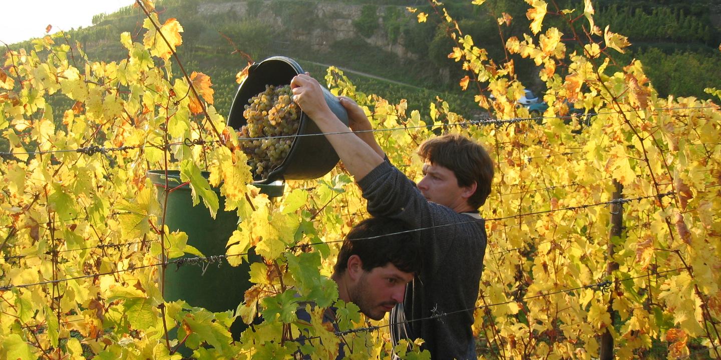 Ribeauvillé : La Cave Historique, Un Joyau Viticole Incontournable en Alsace