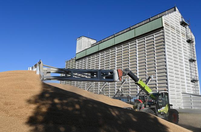 Un agriculteur décharge du blé tendre destiné à être stocké, à Rouen, le 11 juillet 2025.