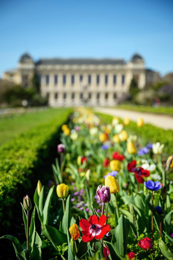 Floraison de la grande perspective au Jardin des plantes, à Paris, le 12 mars 2026.