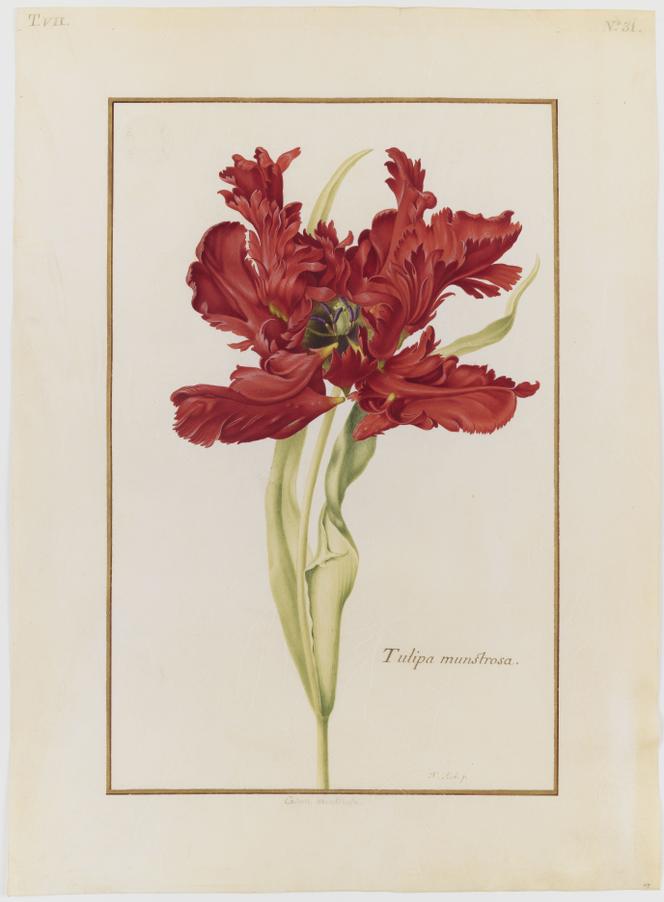 Nicolas Robert, « Tulipa munstrosa », XVIIᵉ siècle, peinture sur vélin, Muséum national d’histoire naturelle, collection des vélins, portefeuille 7, folio 31.