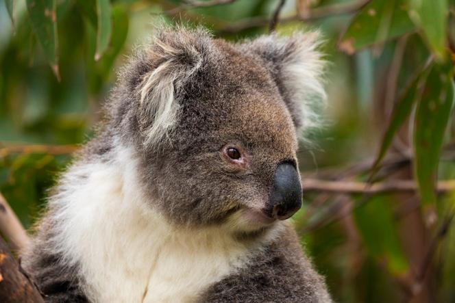 Un koala à Bells Beach, dans l’Etat de Victoria, en Australie, le 12 avril 2019.
